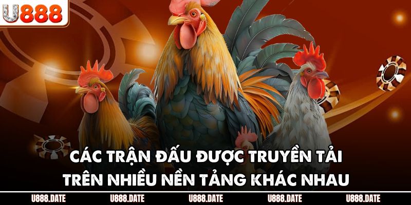 Trực Tiếp Đá Gà C3 | Trải Nghiệm Kịch Tính Và Lưu Ý Cần Biết 3 Các trận đấu được truyền tải trên nhiều nền tảng khác nhau