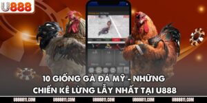 10 Giống Gà Đá Mỹ - Những Chiến Kê Lừng Lẫy Nhất Tại U888