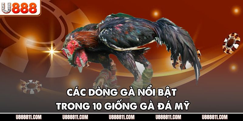 10 Giống Gà Đá Mỹ - Những Chiến Kê Lừng Lẫy Nhất Tại U888 3 Các dòng gà nổi bật trong 10 giống gà đá Mỹ